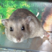 Photo de Hamster