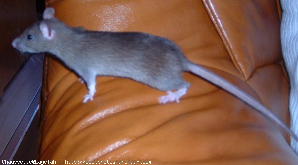 Photo de Rat