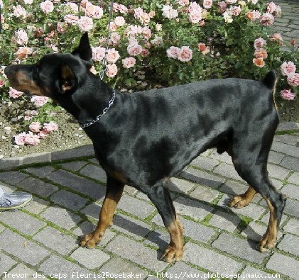 Photo de Dobermann