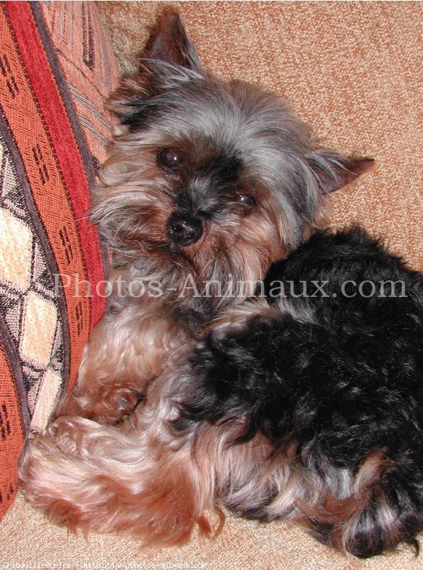 Photo de Yorkshire terrier