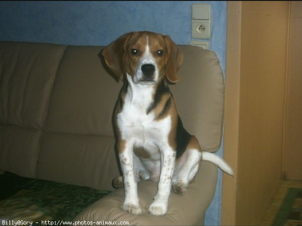 Photo de Beagle