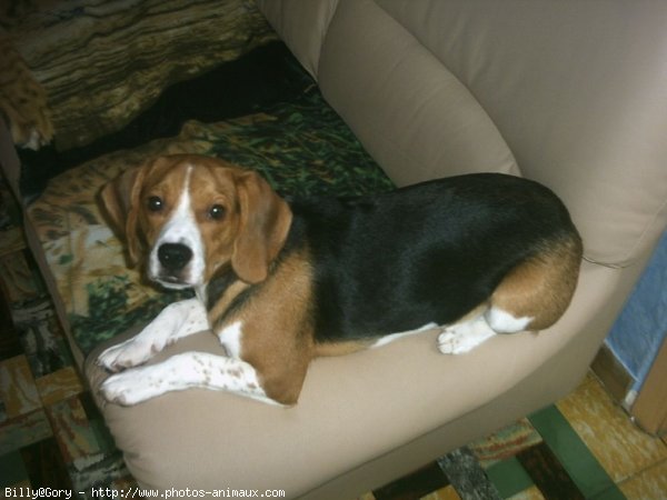 Photo de Beagle