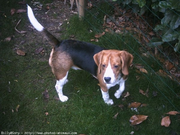 Photo de Beagle