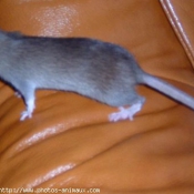 Photo de Rat