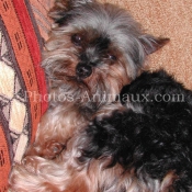 Photo de Yorkshire terrier