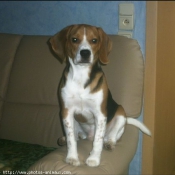 Photo de Beagle