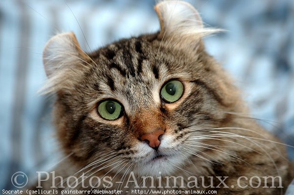 Photo d'American curl poil long