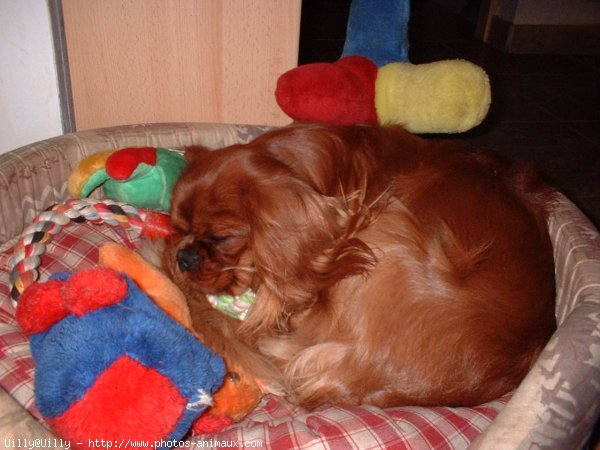 Photo de Cavalier king charles spaniel