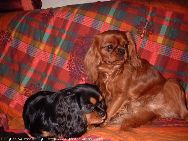 Photo de Cavalier king charles spaniel