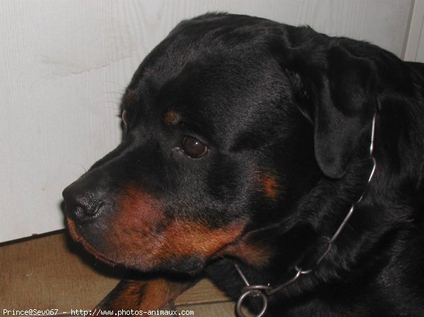 Photo de Rottweiler