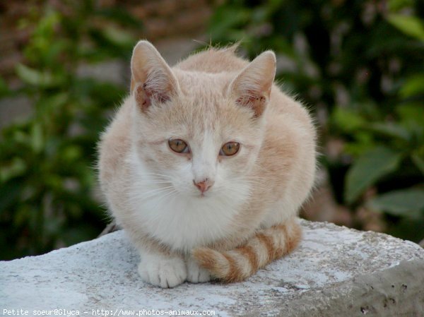 Photo de Chat domestique