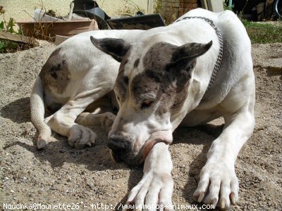 Photo de Dogue allemand