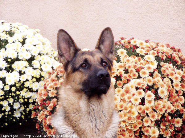 Photo de Berger allemand  poil court