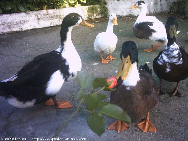 Photo de Canard