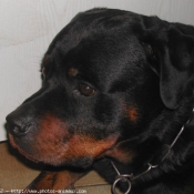 Photo de Rottweiler