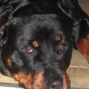 Photo de Rottweiler