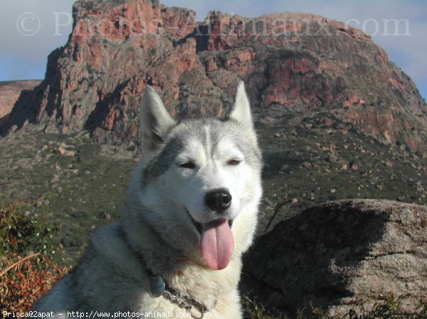 Photo de Husky siberien