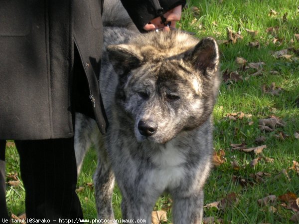 Photo d'Akita inu