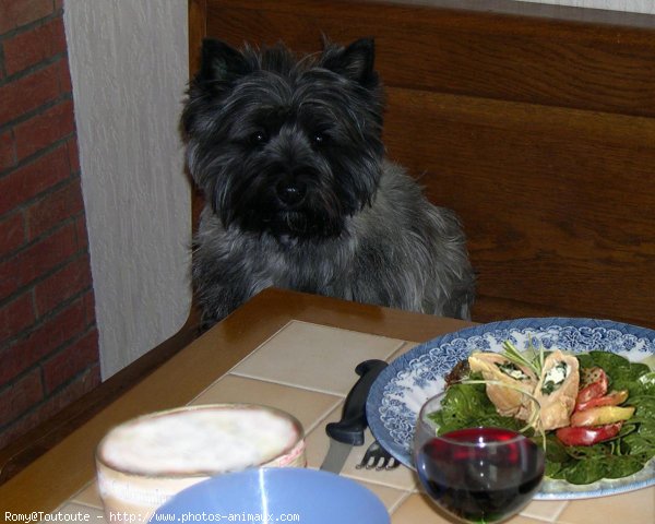 Photo de Cairn terrier