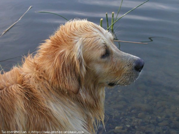 Photo de Golden retriever