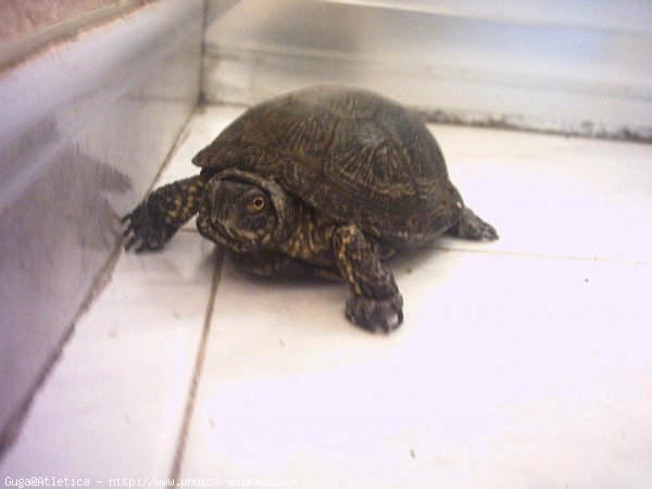 Photo de Tortue