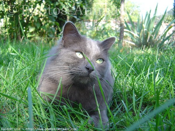 Photo de Croisement