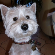 Photo de West highland white terrier