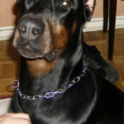 Photo de Dobermann