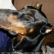 Photo de Dobermann