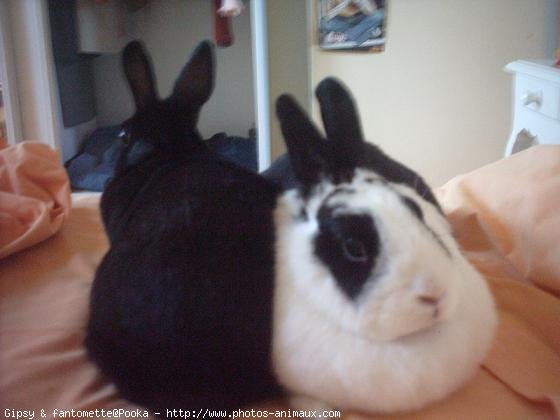 Photo de Lapin