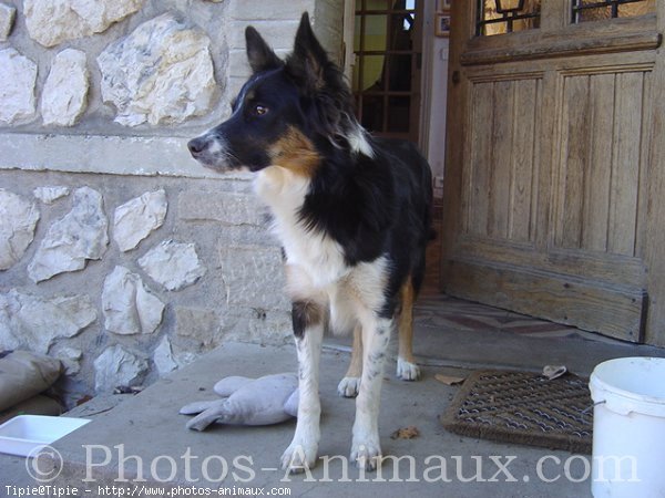 Photo de Border collie