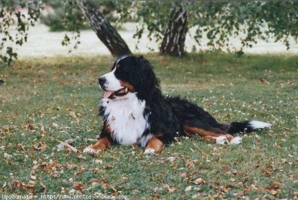 Photo de Bouvier bernois