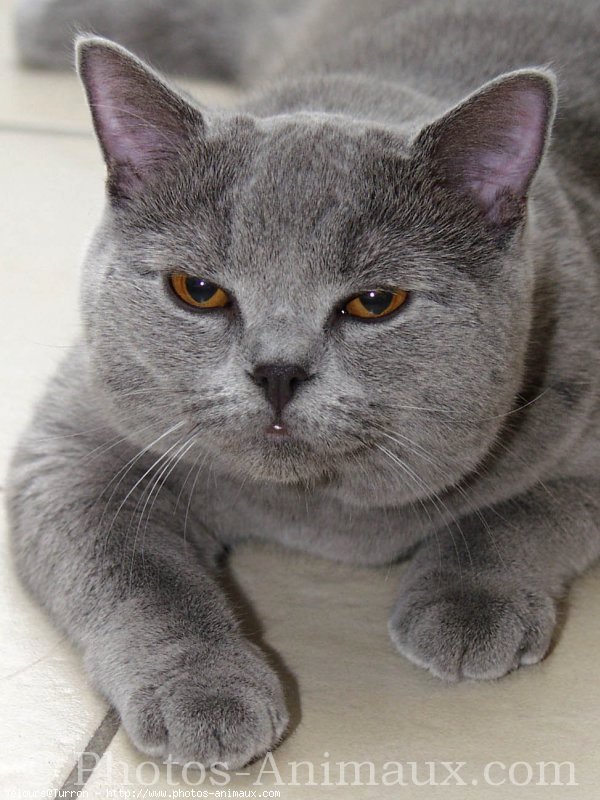 Photo de British shorthair