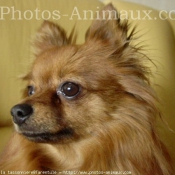 Photo de Spitz moyen