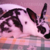 Photo de Lapin