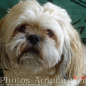 Photo de Lhassa apso