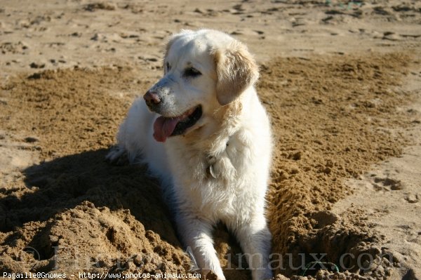 Photo de Golden retriever