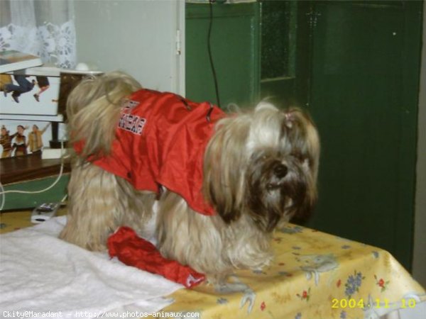 Photo de Shih tzu