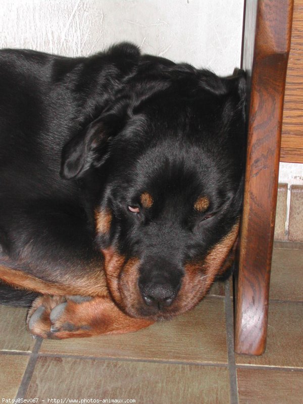 Photo de Rottweiler