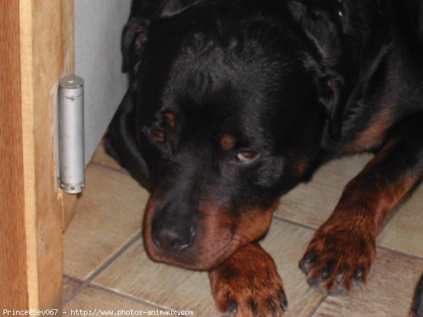 Photo de Rottweiler