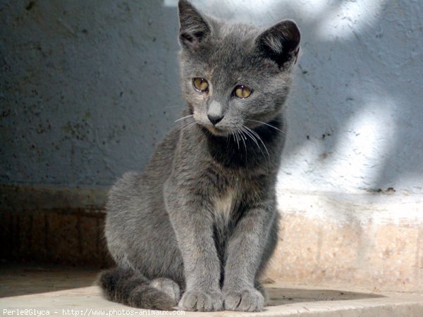 Photo de Chat domestique