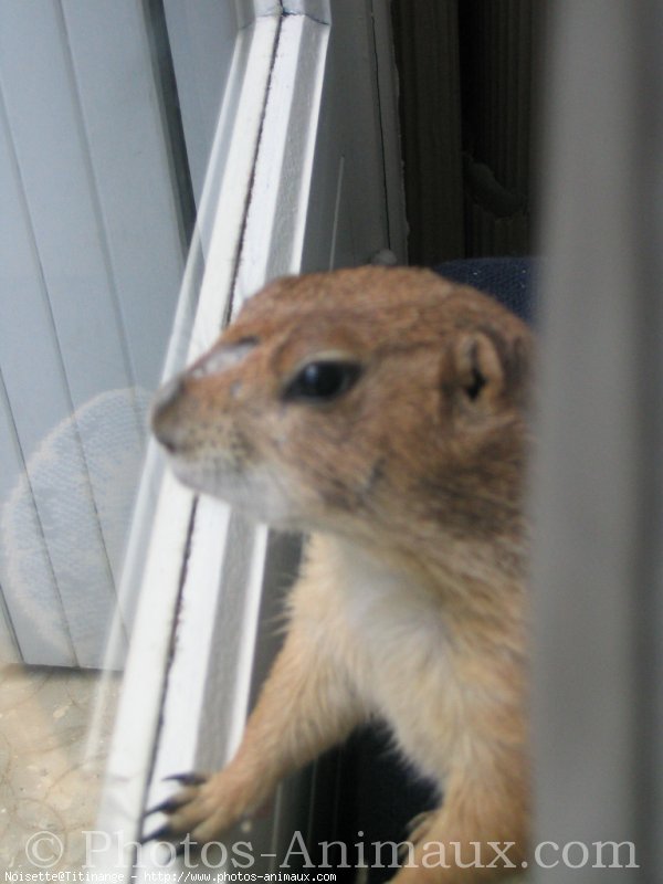 Photo de Chien de prairie