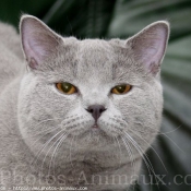 Photo de British shorthair