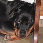 Photo de Rottweiler