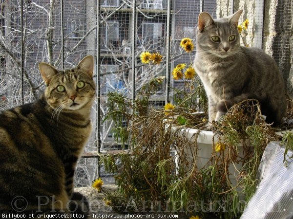 Photo de Chat domestique