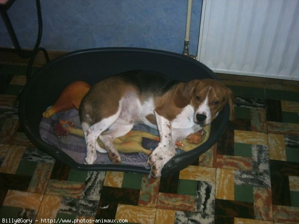 Photo de Beagle