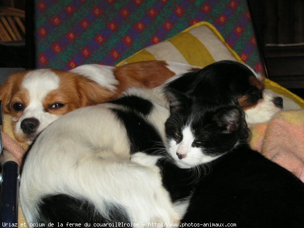 Photo de Cavalier king charles spaniel