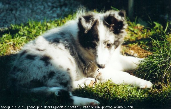 Photo de Chien de berger des shetland