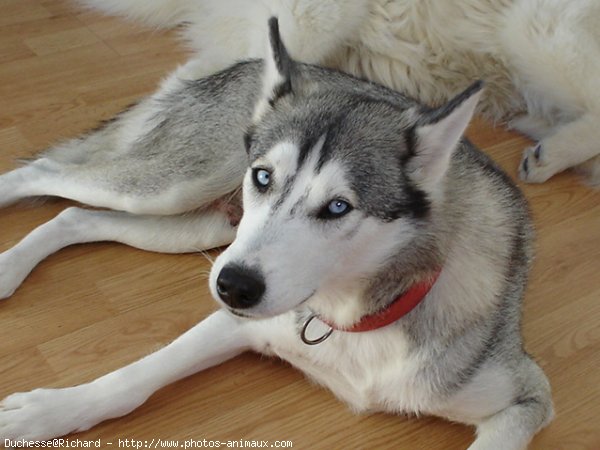 Photo de Husky siberien