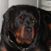 Photo de Rottweiler